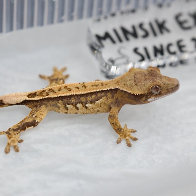 100%헷초초 트라이 쿼드