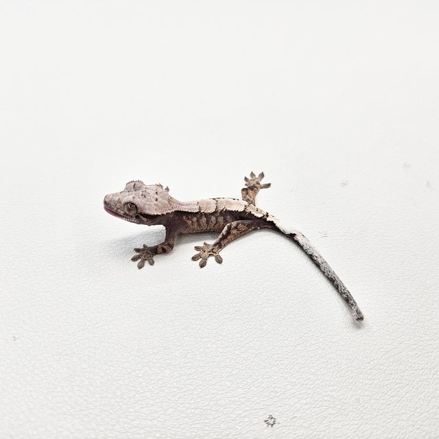 세이블 100%헷아잔틱