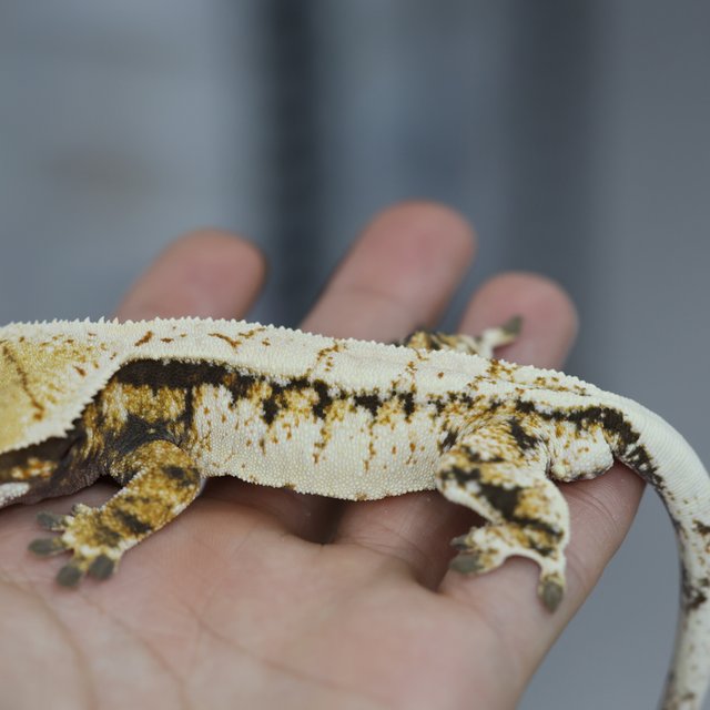 노멀 트라이 화이트스팟