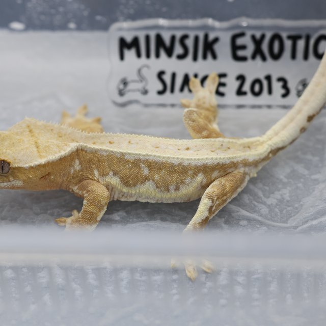 릴리100%헷아잔틱 100%헷아잔틱 릴리화이트