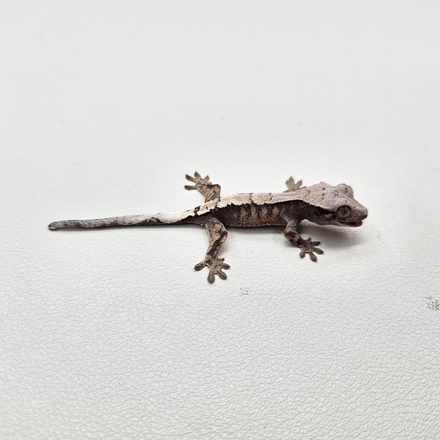 세이블 100%헷아잔틱