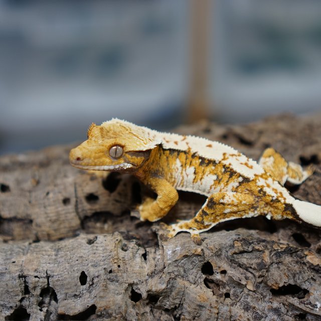 노멀 트라이 텐저린