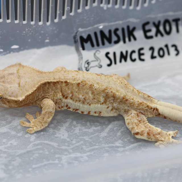 릴리화이트 릴리100%헷아잔틱 100%헷아잔틱