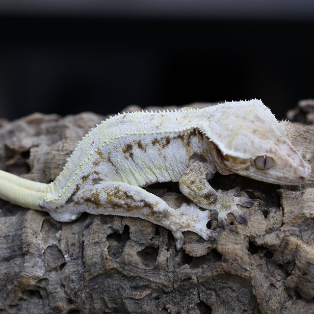 세이블 릴리화이트