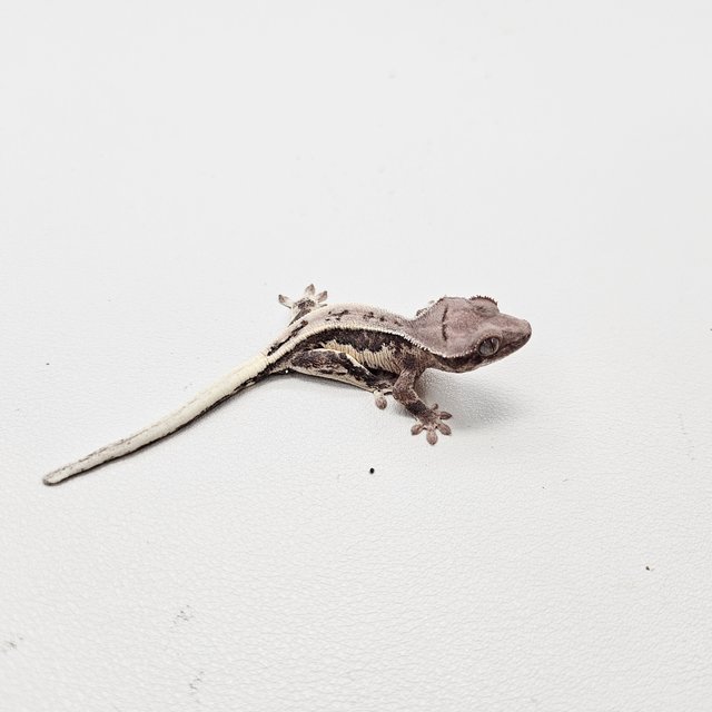 릴리 세이블 릴리화이트 세이블 100%헷아잔틱