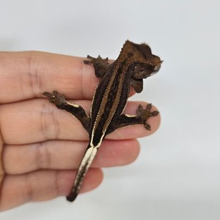 다크 팬텀 슈퍼스트라이프