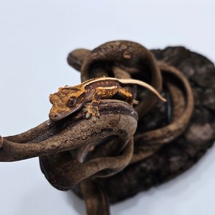 엠티백 슈퍼스트라이프