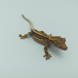 엠티백 슈퍼스트라이프