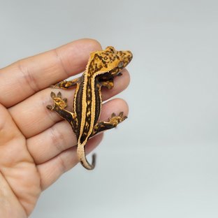 엠티백 슈퍼스트라이프