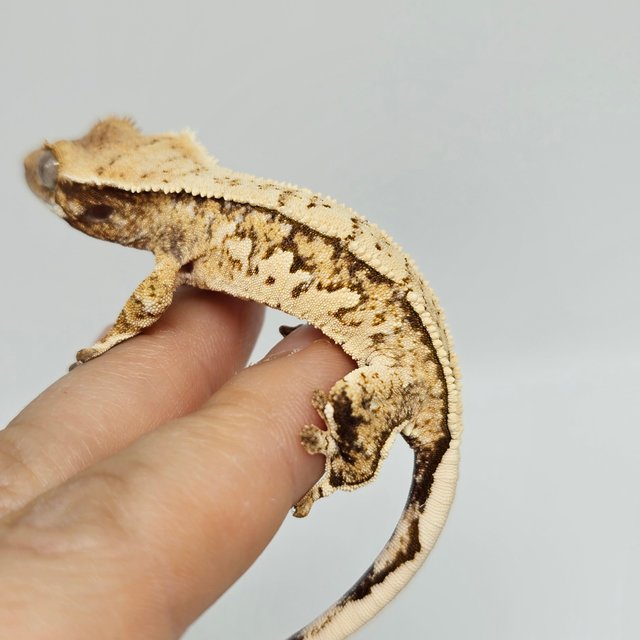 트라이 익스트림할리퀸 화이트스팟