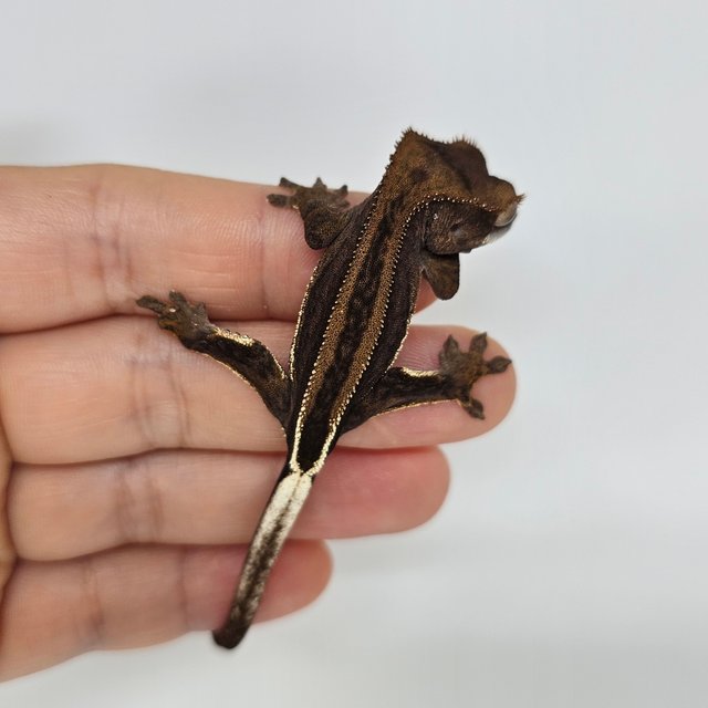 다크 팬텀 슈퍼스트라이프