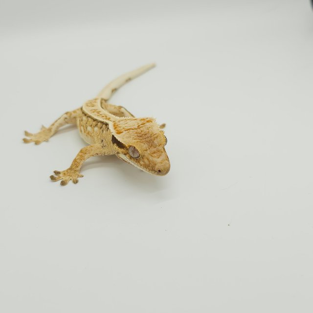 트라이 익스트림할리퀸