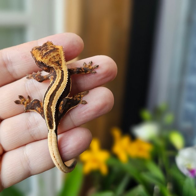 엠티백 슈퍼스트라이프