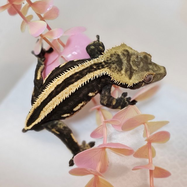 엠티백 슈퍼스트라이프