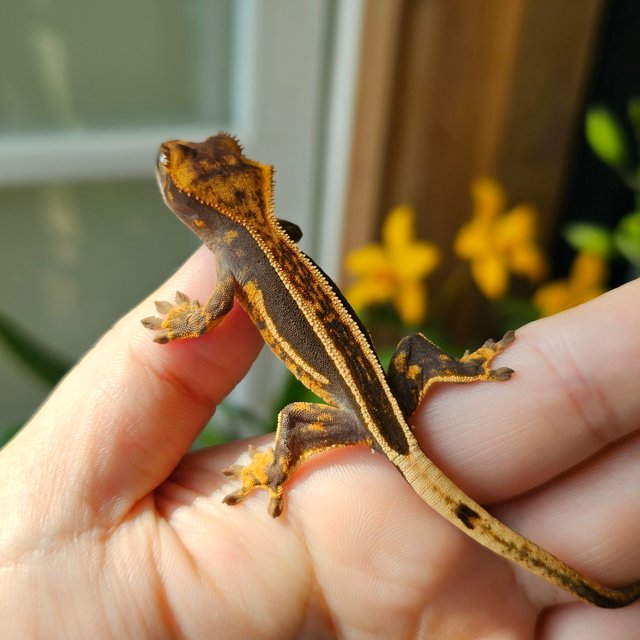 엠티백 슈퍼스트라이프