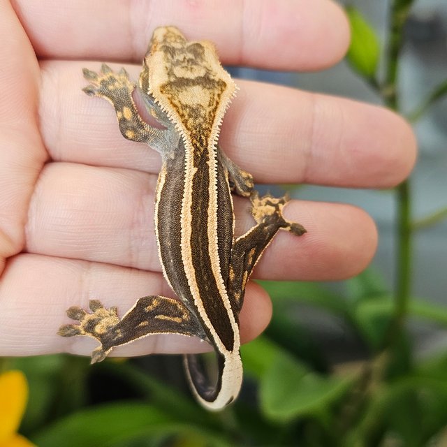 엠티백 슈퍼스트라이프