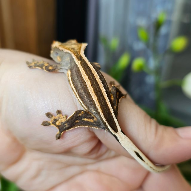 엠티백 슈퍼스트라이프