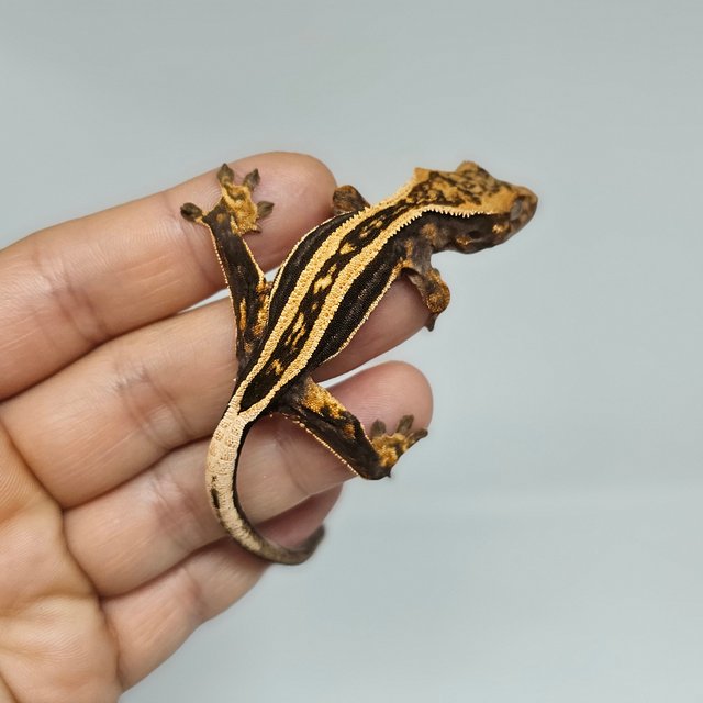 엠티백 슈퍼스트라이프