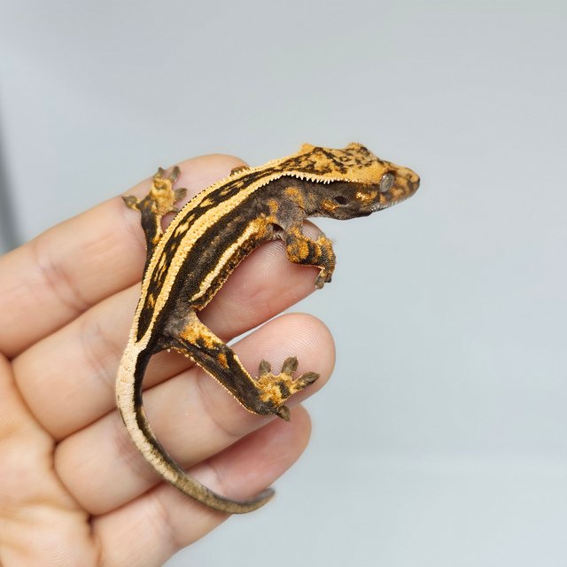 엠티백 슈퍼스트라이프