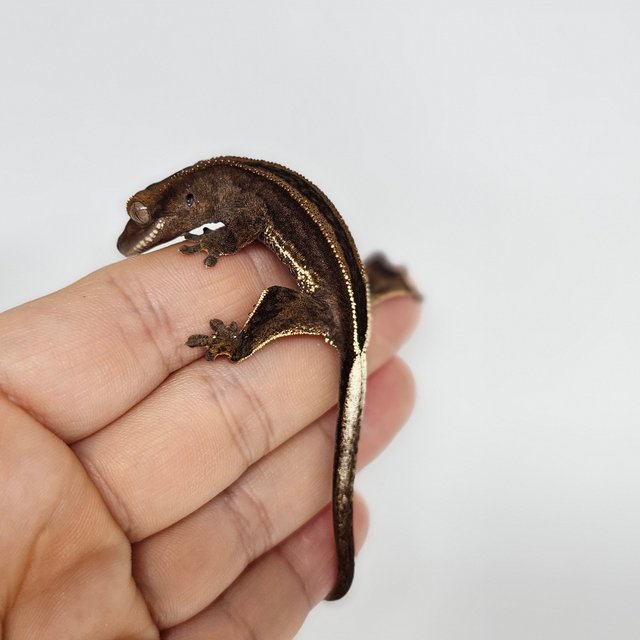 다크 팬텀 슈퍼스트라이프