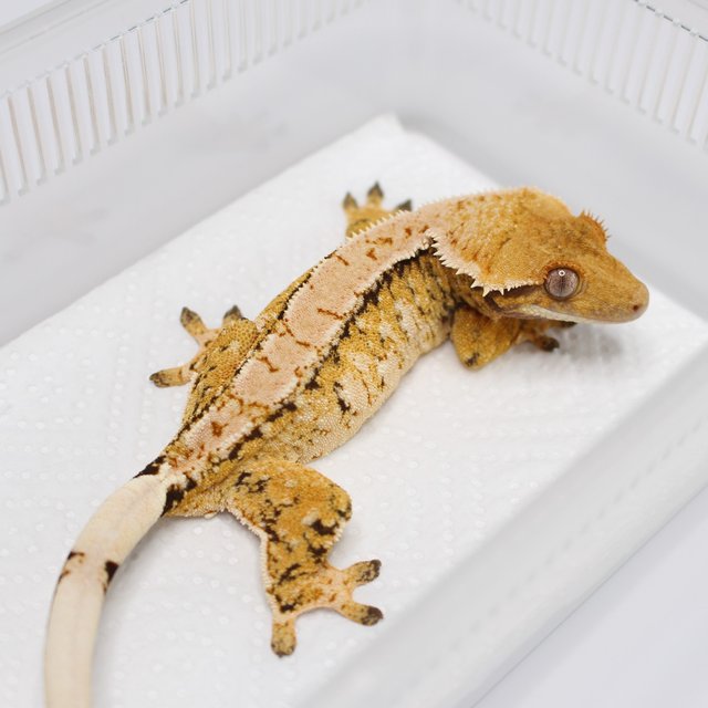 트라이 익스트림할리퀸