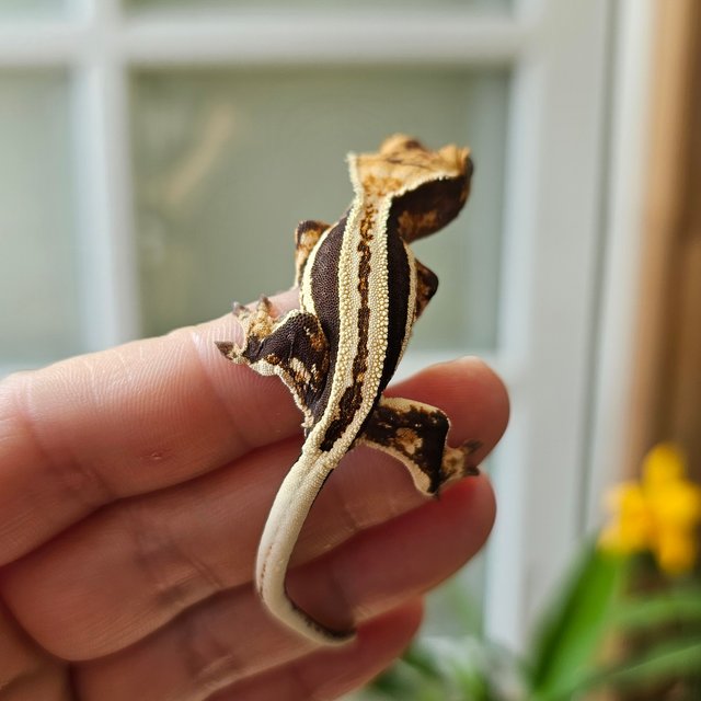 슈퍼스트라이프