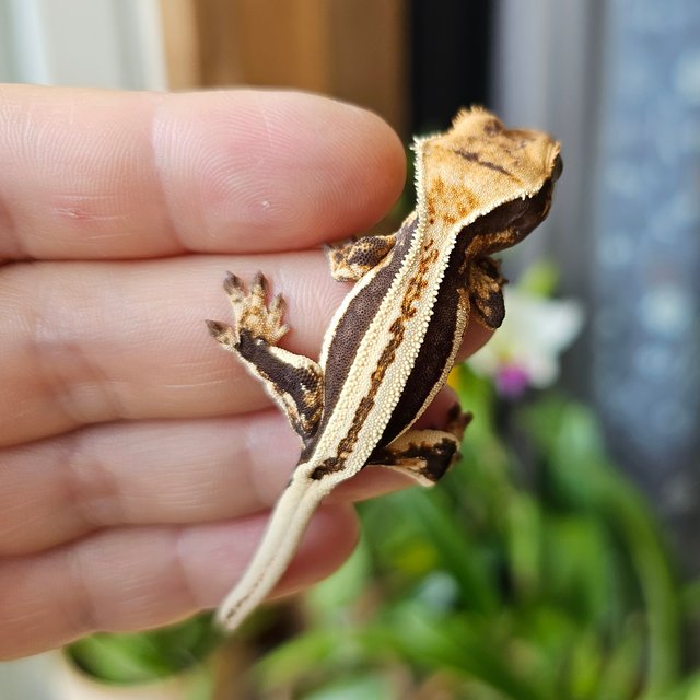 슈퍼스트라이프