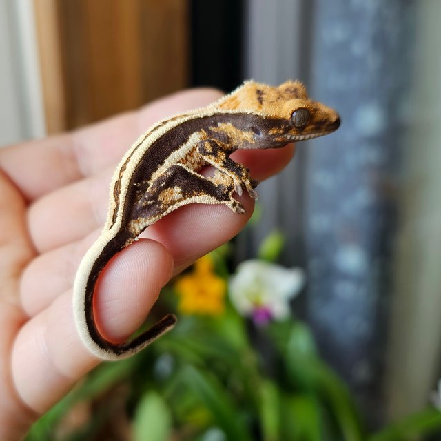 슈퍼스트라이프