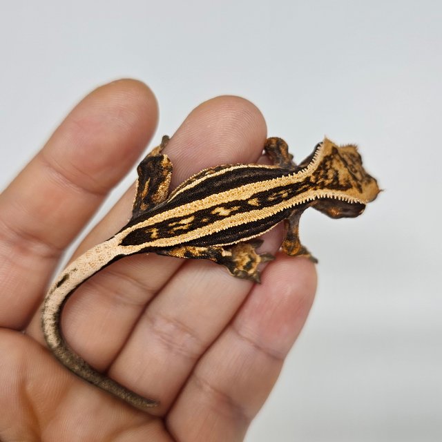 엠티백 슈퍼스트라이프