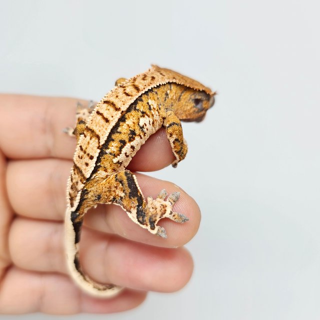 텐저린 트라이 익스트림할리퀸