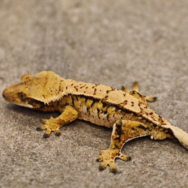 트라이 익스트림할리퀸