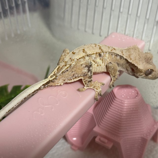 트라이 화이트스팟