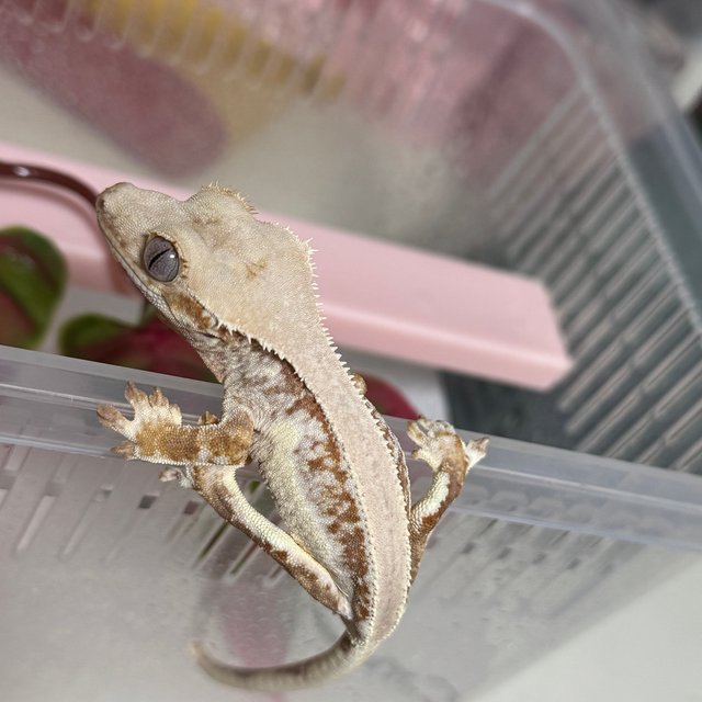 레드 드리피 릴리화이트