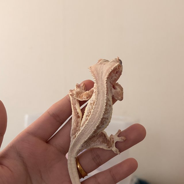 레드 드리피 릴리화이트