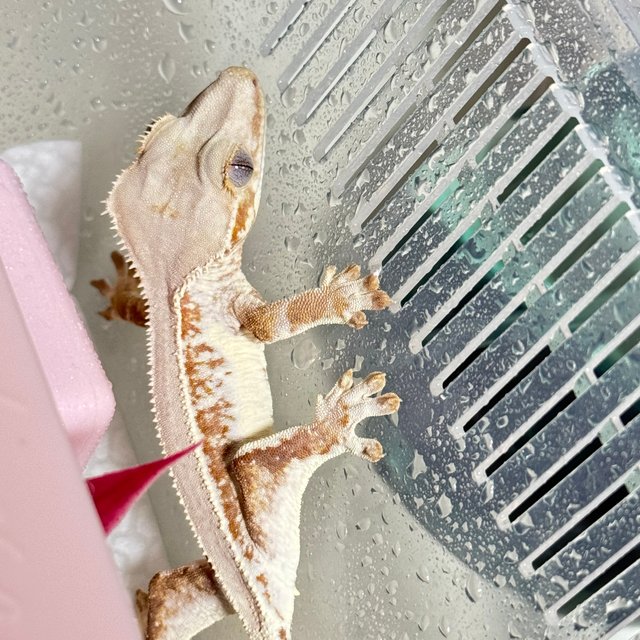 레드 드리피 릴리화이트