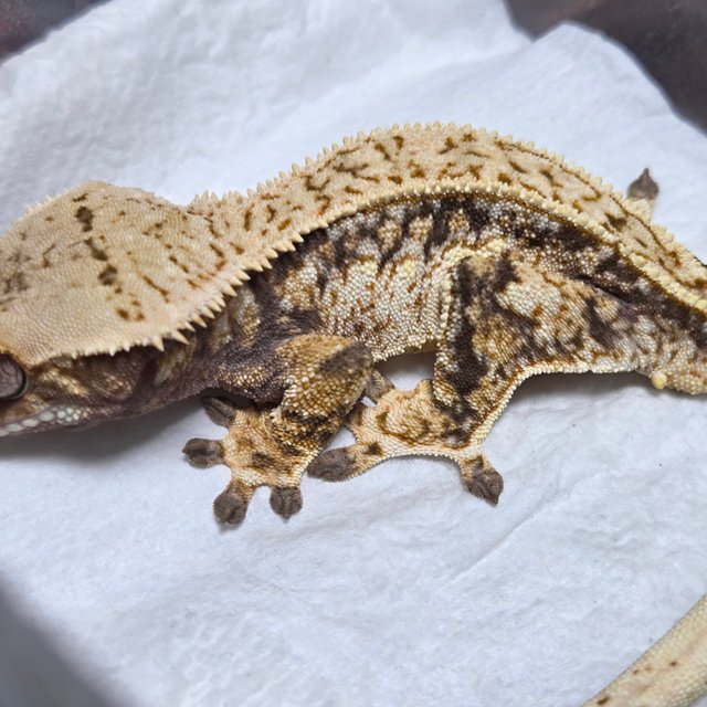 노멀 트라이 드리피 풀핀