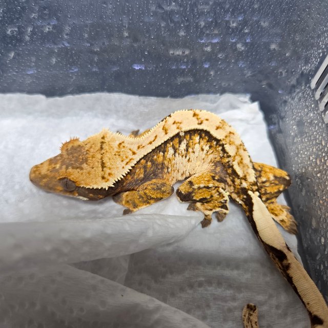 노멀 트라이 익스트림할리퀸