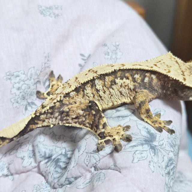 노멀 트라이 익스트림할리퀸