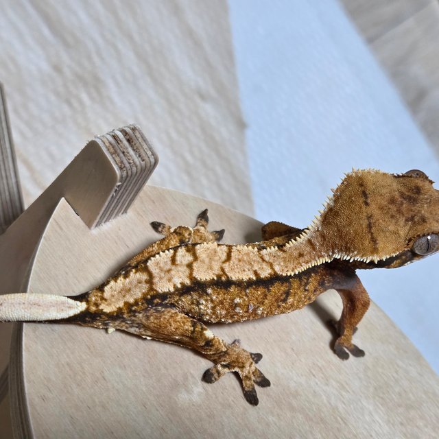 노멀 트라이 텐저린