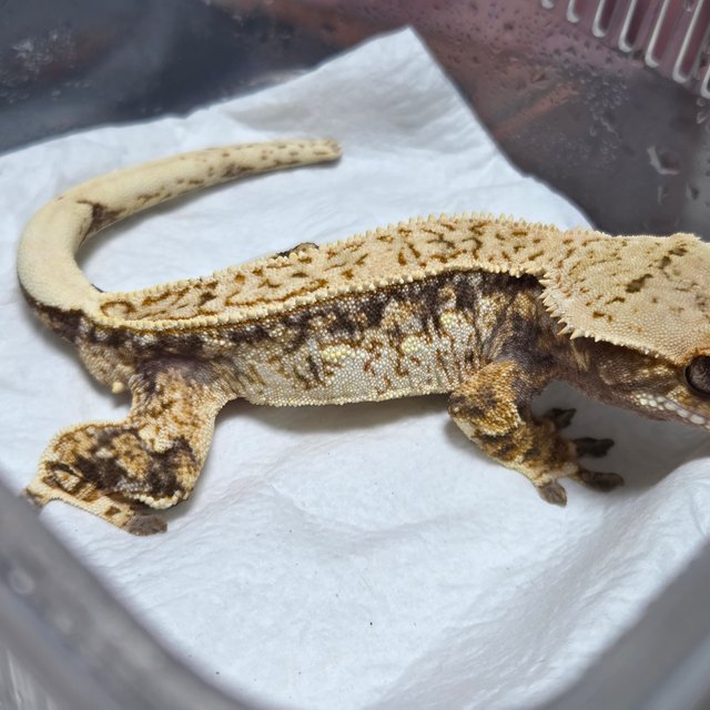 노멀 트라이 드리피 풀핀