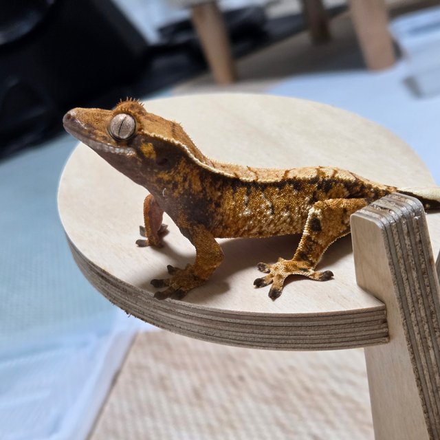 노멀 트라이 텐저린