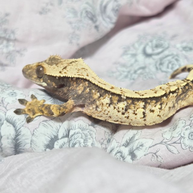 노멀 트라이 익스트림할리퀸