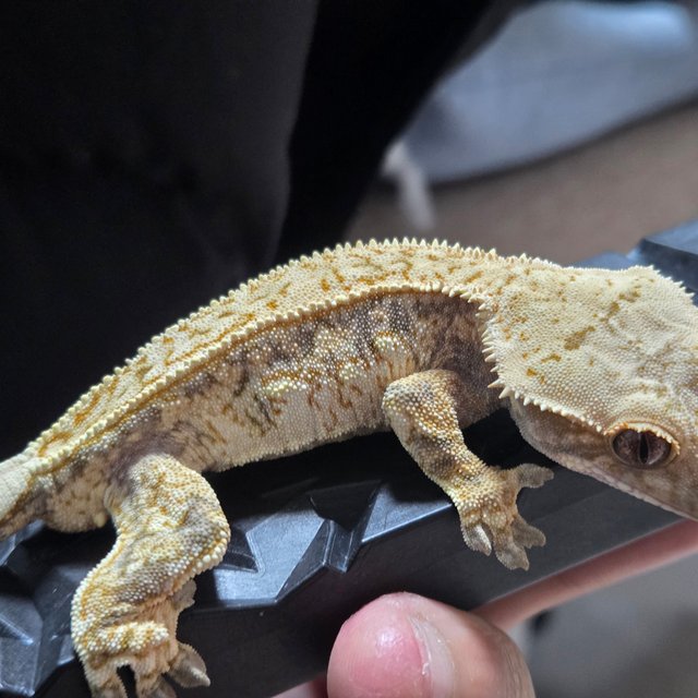 노멀 트라이 드리피 풀핀