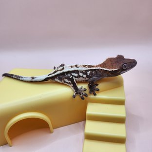 세이블