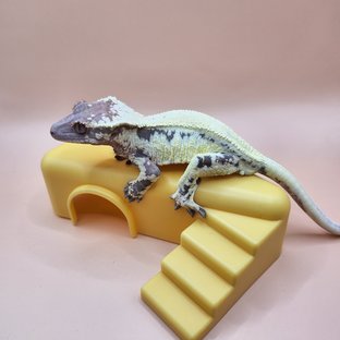 릴리 세이블