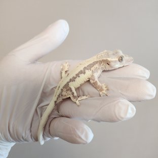 릴리100%헷아잔틱 프라푸치노