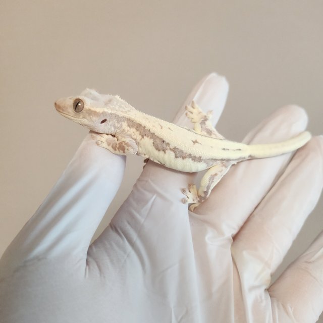 릴리100%헷아잔틱 프라푸치노