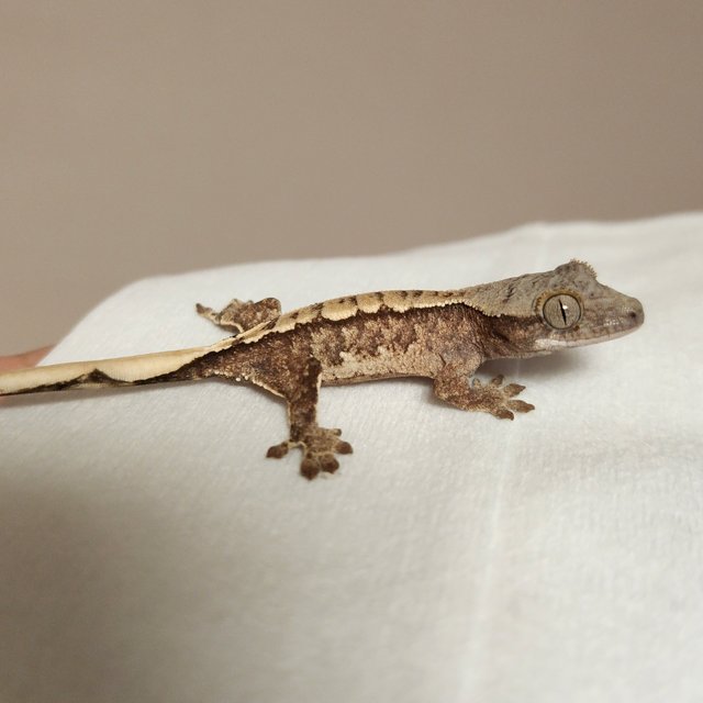 노멀 트라이 익스트림할리퀸