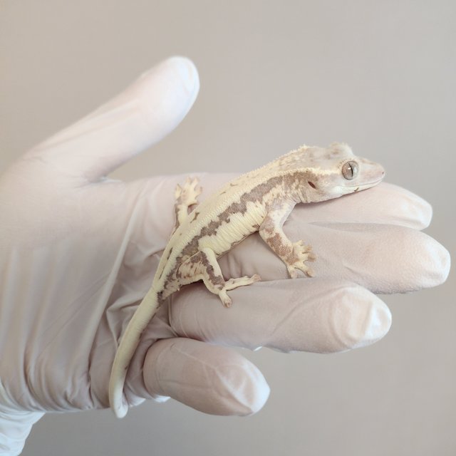 릴리100%헷아잔틱 프라푸치노