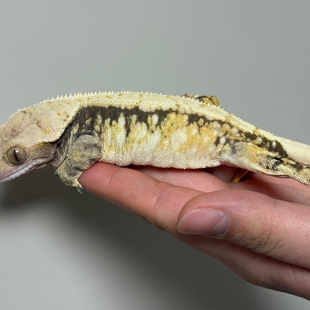 드리피 화이트스팟